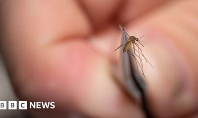 Rare mosquito virus prompts US towns to close public parks