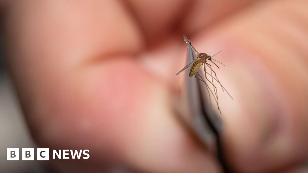 Rare mosquito virus prompts US towns to close public parks