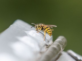 Wasp