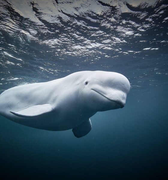 Hvaldimir: 'Russian spy' beluga whale found dead in Norway