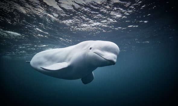 Hvaldimir: 'Russian spy' beluga whale found dead in Norway