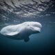 Hvaldimir: 'Russian spy' beluga whale found dead in Norway