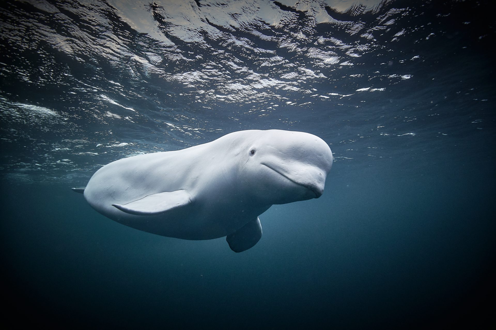 Hvaldimir: 'Russian spy' beluga whale found dead in Norway