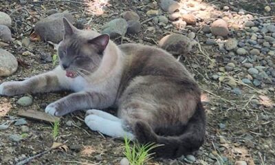 Cat missing in Yellowstone travels 800 miles back to home