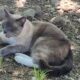 Cat missing in Yellowstone travels 800 miles back to home