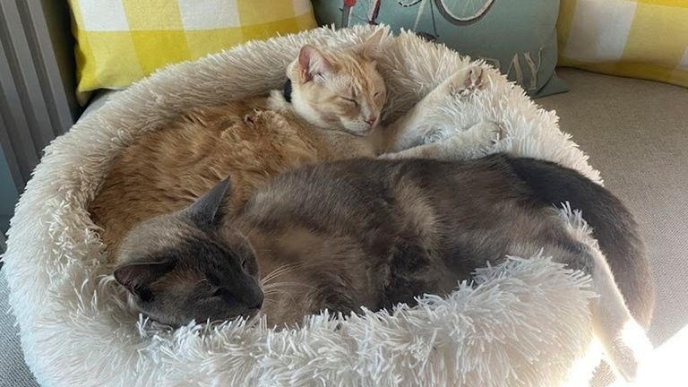 Rayne Beau and Starr Jasmyn snuggling in Salinas (Susanne Anguiano via AP)