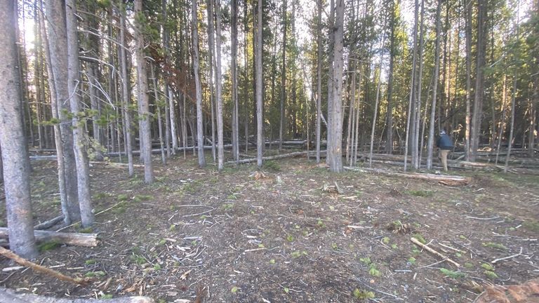 The forest at Yellowstone’s Fishing Bridge RV Park. Pic: AP