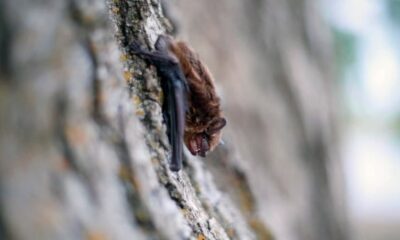 Brantford, Ont.-area child dies from rabies after contact with a bat, health official says