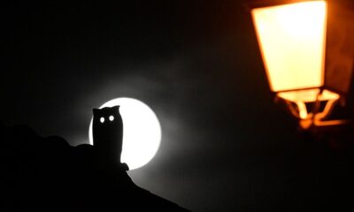 the silhouette of a halloween owl decoration sits in front of the white full moon. On the right in the foreground, a yellow sreat lamp.