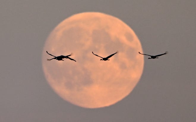 The hunter's supermoon rises as cranes migrate to their resting places near Linum, Brandenburg, eastern Germany, on October 16, 2024. The harvest moon, which rose in September, is the full moon closest to the autumnal equinox. The hunter’s moon is the first full moon after the harvest moon.