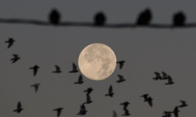 The full moon rises over the Florida Everglades on Nov. 15, 2024.