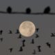 The full moon rises over the Florida Everglades on Nov. 15, 2024.