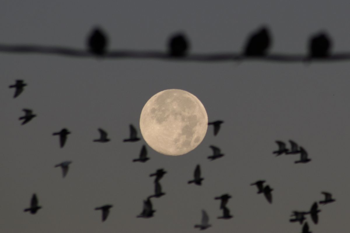 The full moon rises over the Florida Everglades on Nov. 15, 2024.