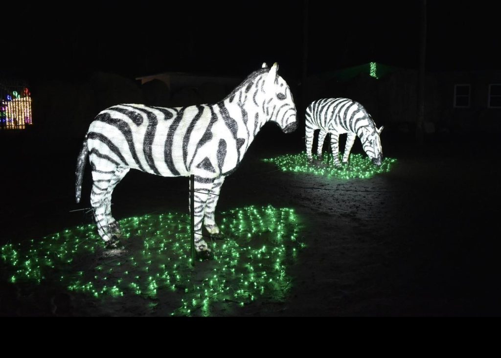 Light sculptures of two zebras, one standing and the other grazing, illuminated in a nighttime setting.