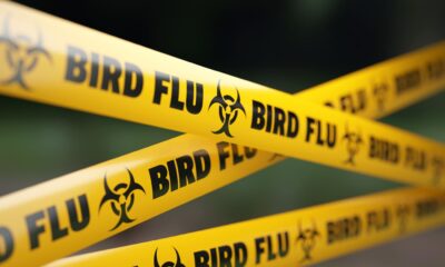 Canada Reports First Human Case Of H5N1 Bird Flu