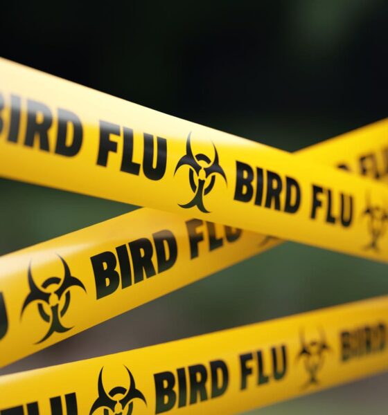 Canada Reports First Human Case Of H5N1 Bird Flu