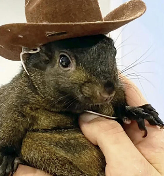 Peanut the squirrel, Instagram star, euthanized by New York state authorities