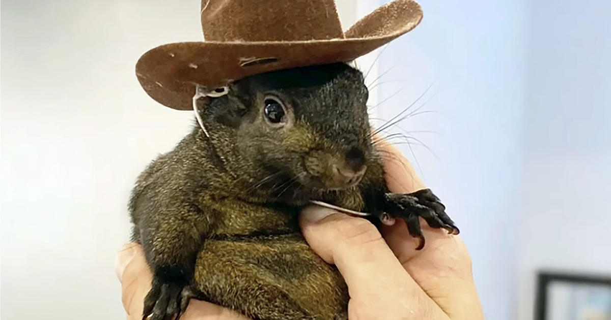 Peanut the squirrel, Instagram star, euthanized by New York state authorities