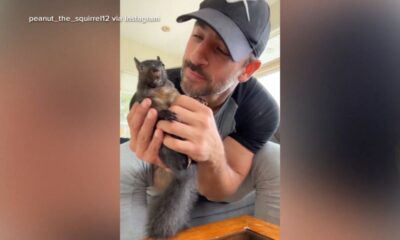 Peanut the squirrel euthanized: Mark Longo, who took in orphaned animal, says it's 'surreal' New York officials euthanized his pet