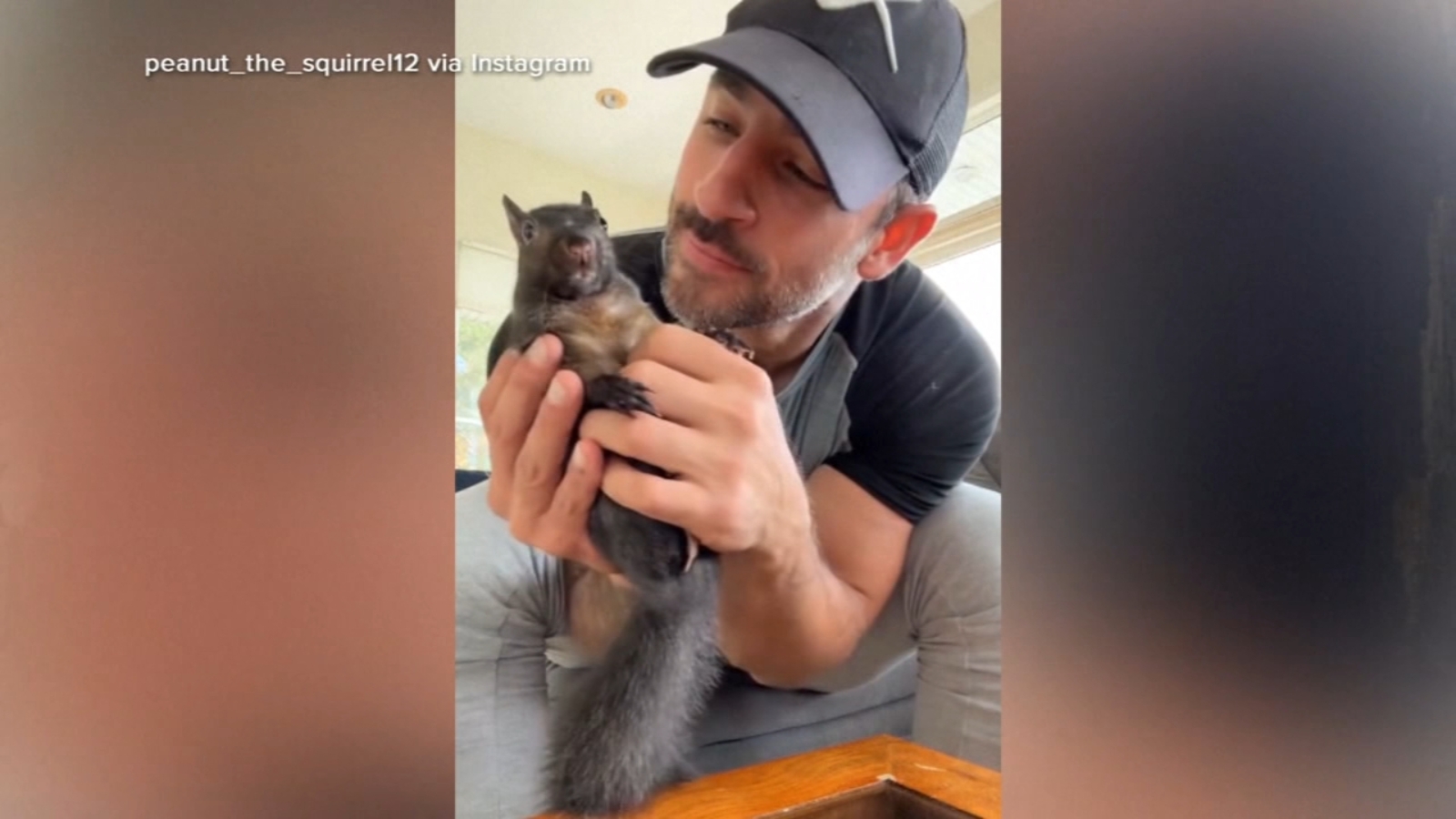 Peanut the squirrel euthanized: Mark Longo, who took in orphaned animal, says it's 'surreal' New York officials euthanized his pet