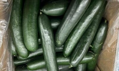 SunFed cucumbers sold in U.S. and Canada recalled due to salmonella risk