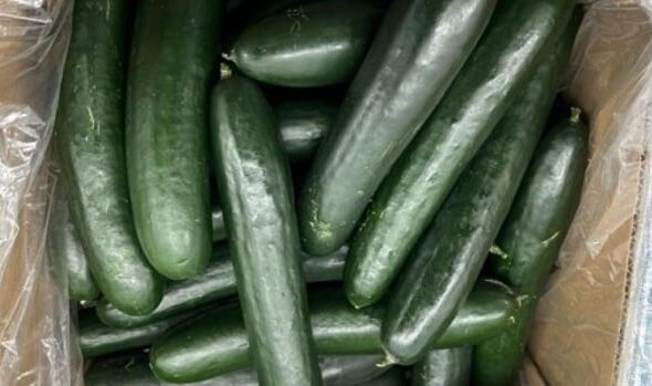 SunFed cucumbers sold in U.S. and Canada recalled due to salmonella risk