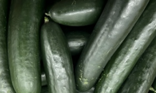 Cucumbers in Ontario and other Canadian provinces recalled | News