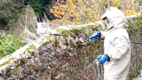 The Asian Hornet A person in a protective suit spraying insecticide onto a wall where a nest is located. 