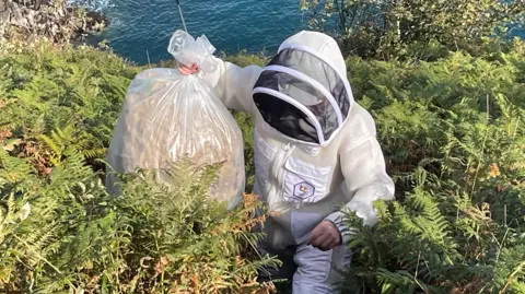 Asian Hornet Team A man in full protective gear walks through shrubs holding a clear bag with a large nest inside. 