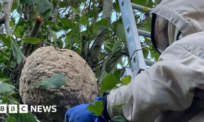 What does it take to clear an Asian Hornets nest?