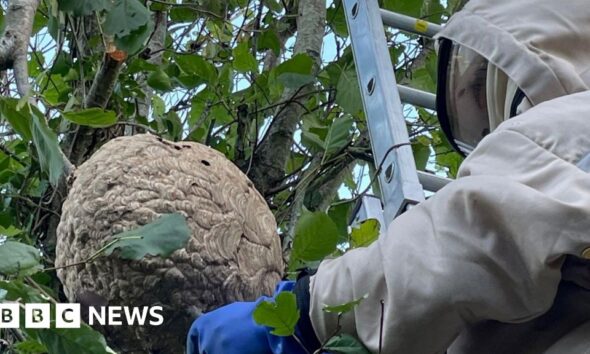 What does it take to clear an Asian Hornets nest?