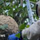 What does it take to clear an Asian Hornets nest?