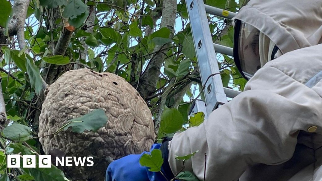 What does it take to clear an Asian Hornets nest?