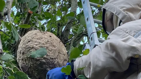 Asian Hornet Team A man in protective clothing is up a ladder dealing with a large nest in a tree. 