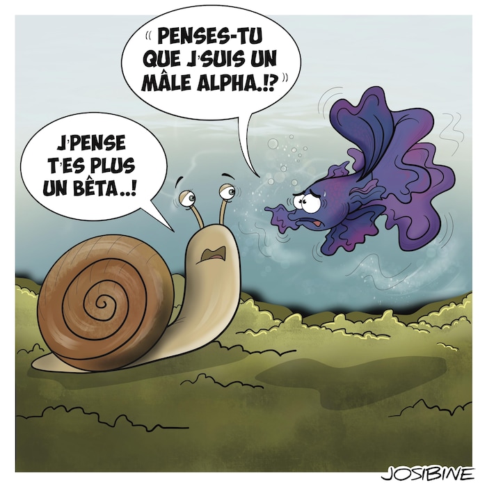 Le dessin d'un poisson qui dit « Penses-tu que j'suis un mâle alpha.!? » et un escargot qui lui répond : « J'pense t'es plus un bêta..! »