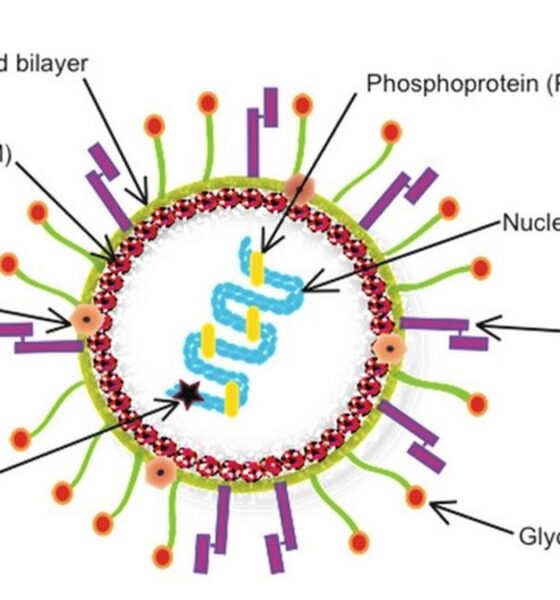 What is HMPV: Understanding Human Metapneumovirus, as cases emerge from China | Explained