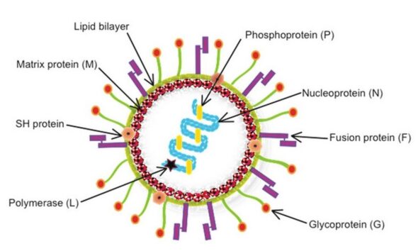 What is HMPV: Understanding Human Metapneumovirus, as cases emerge from China | Explained