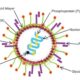 What is HMPV: Understanding Human Metapneumovirus, as cases emerge from China | Explained