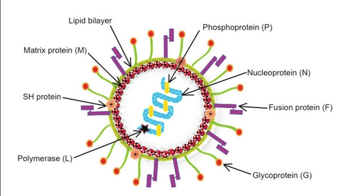 What is HMPV: Understanding Human Metapneumovirus, as cases emerge from China | Explained