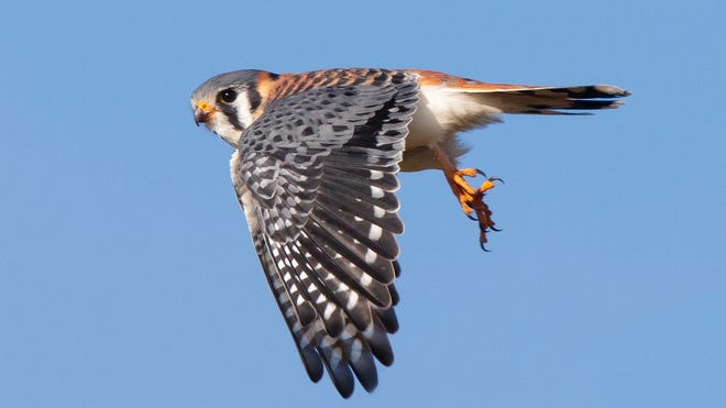 American kestrel falcons are important in Ohio